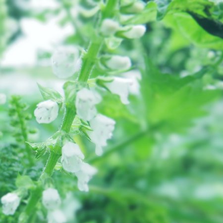 18年10月10日 青じその花 今日の風に吹かれましょう 18年10月10日 青じその花 今日の風に吹かれましょう