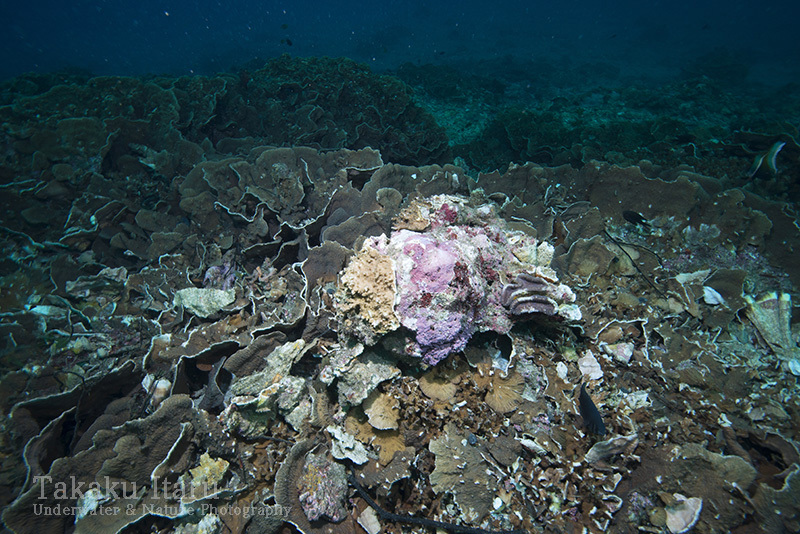 無残な海底。それでも海はマイペースに。_b0186442_22015847.jpg