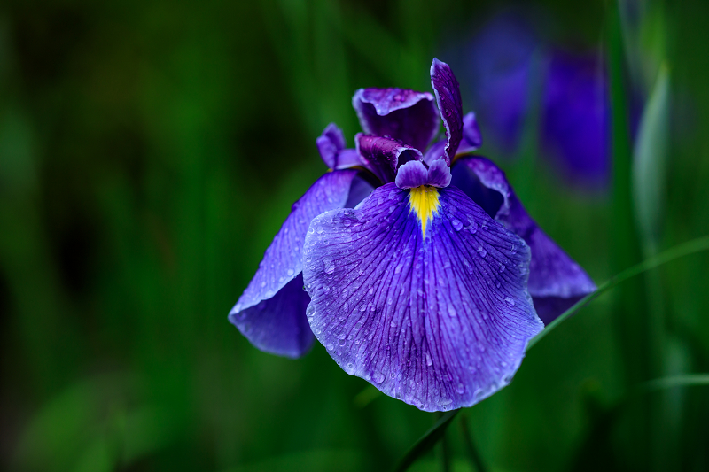 初夏の花咲く平安神宮_f0155048_2333624.jpg