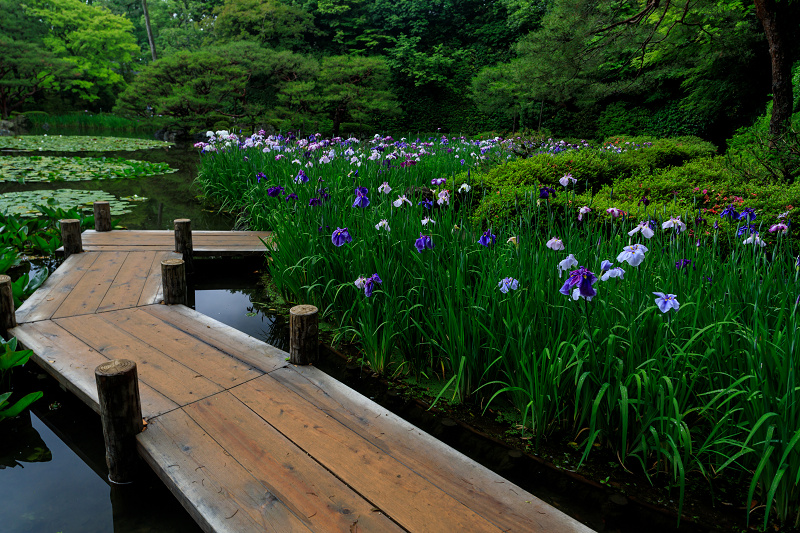 初夏の花咲く平安神宮_f0155048_2334835.jpg
