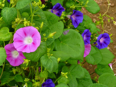 b0002549_9502932.jpg