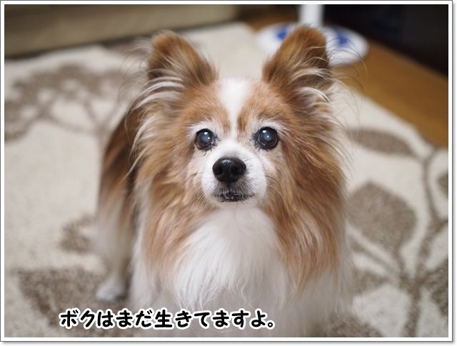d0013149_00034165.jpg