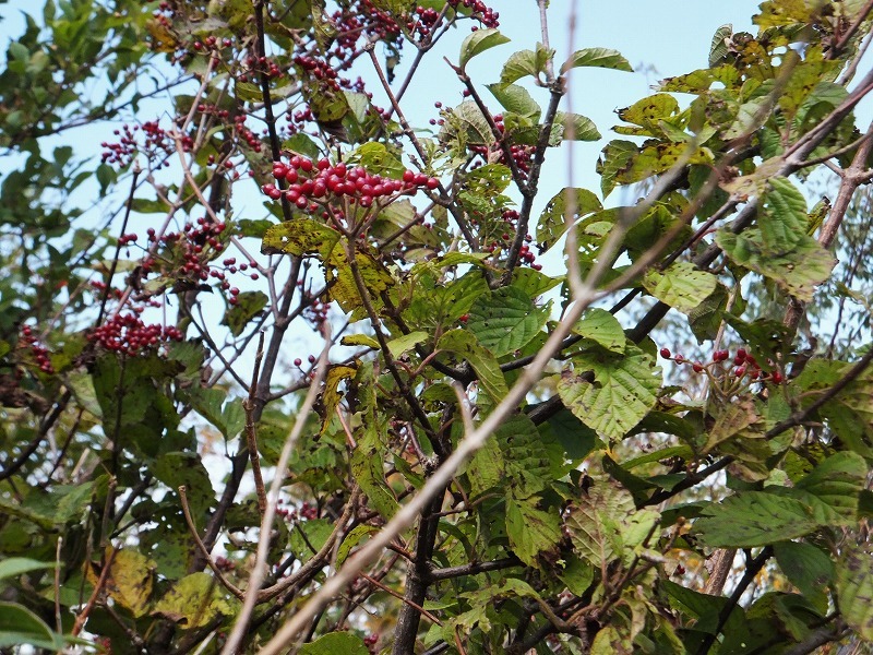 d0048350_15525568.jpg