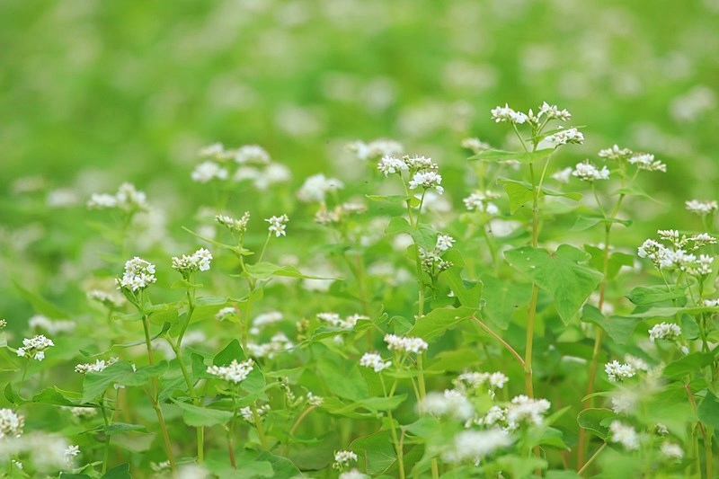 可憐な蕎麦の花♪_a0167759_00398.jpg