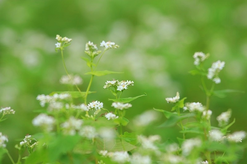 可憐な蕎麦の花♪_a0167759_005658.jpg