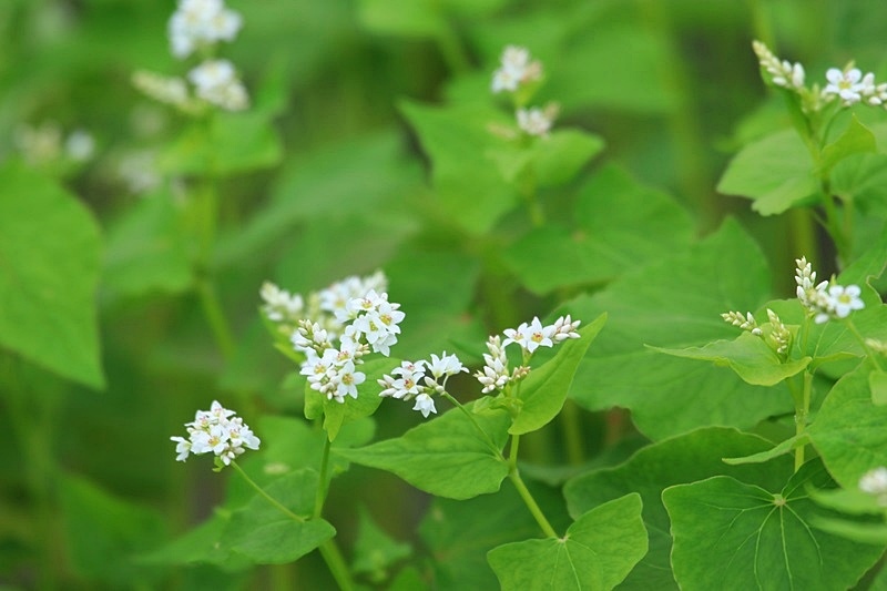 可憐な蕎麦の花♪_a0167759_0104657.jpg