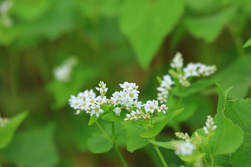 可憐な蕎麦の花♪_a0167759_0111435.jpg