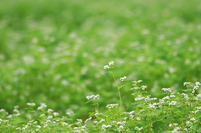 可憐な蕎麦の花♪_a0167759_03843.jpg