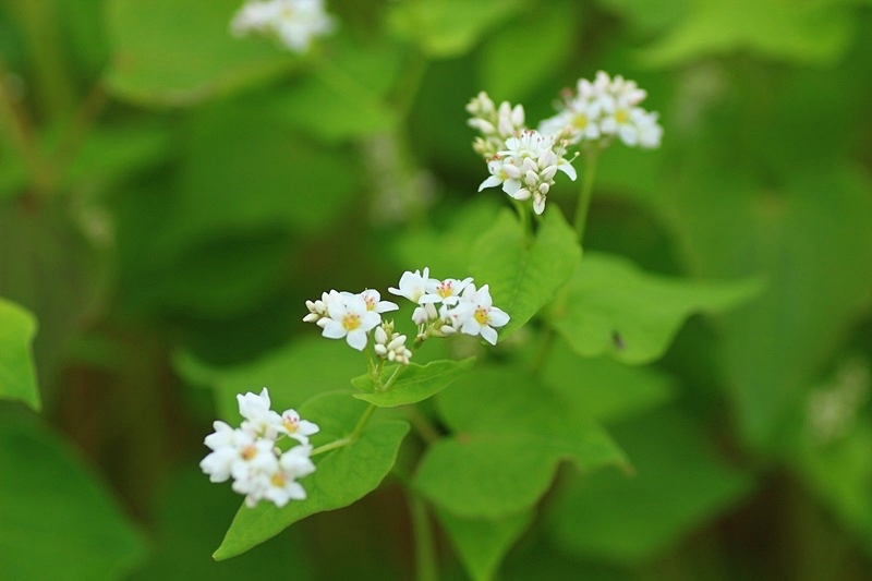 可憐な蕎麦の花♪_a0167759_053845.jpg