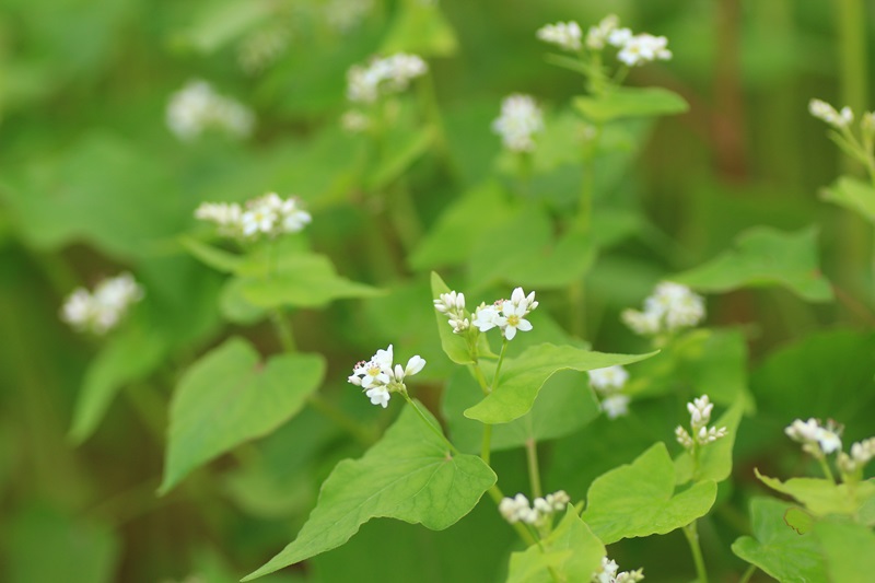 可憐な蕎麦の花♪_a0167759_061768.jpg