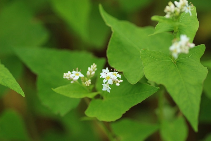 可憐な蕎麦の花♪_a0167759_071776.jpg