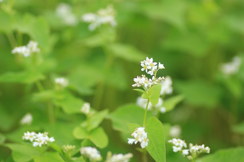 可憐な蕎麦の花♪_a0167759_073413.jpg