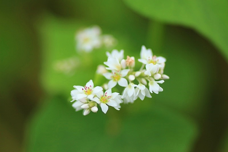 可憐な蕎麦の花♪_a0167759_08128.jpg