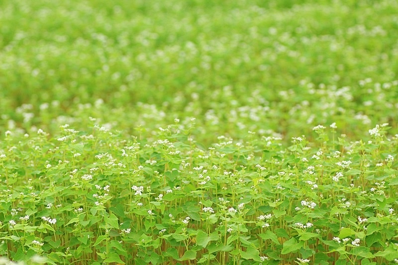 可憐な蕎麦の花♪_a0167759_092366.jpg