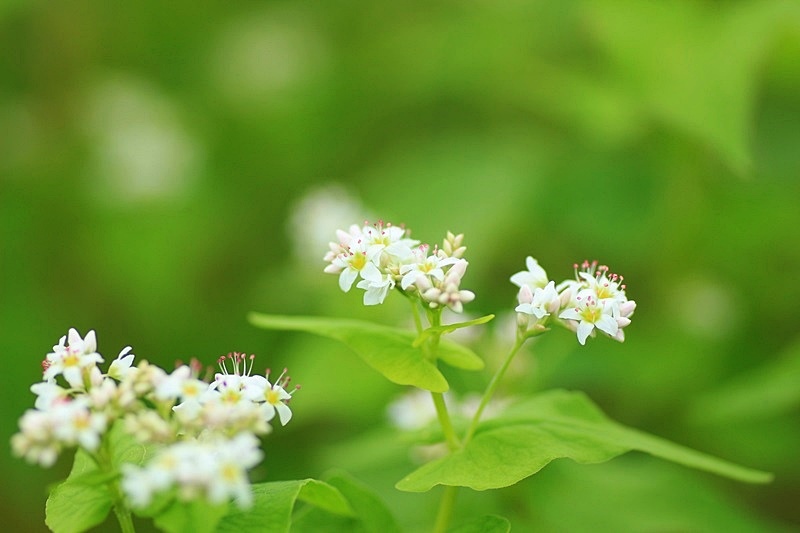 可憐な蕎麦の花♪_a0167759_09682.jpg