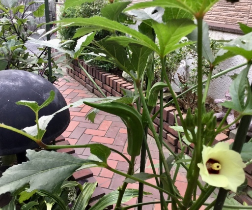 a0053063_09020809.jpeg