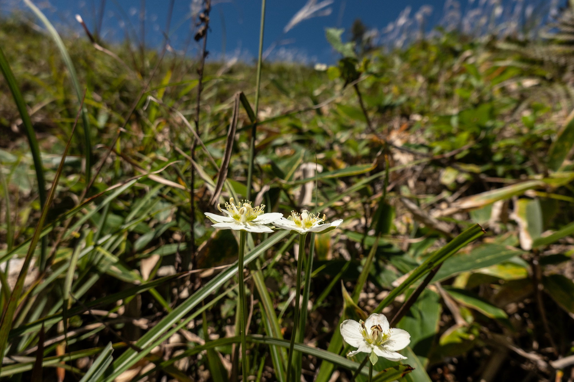 深入山の秋の花々・三_e0015567_20042168.jpg