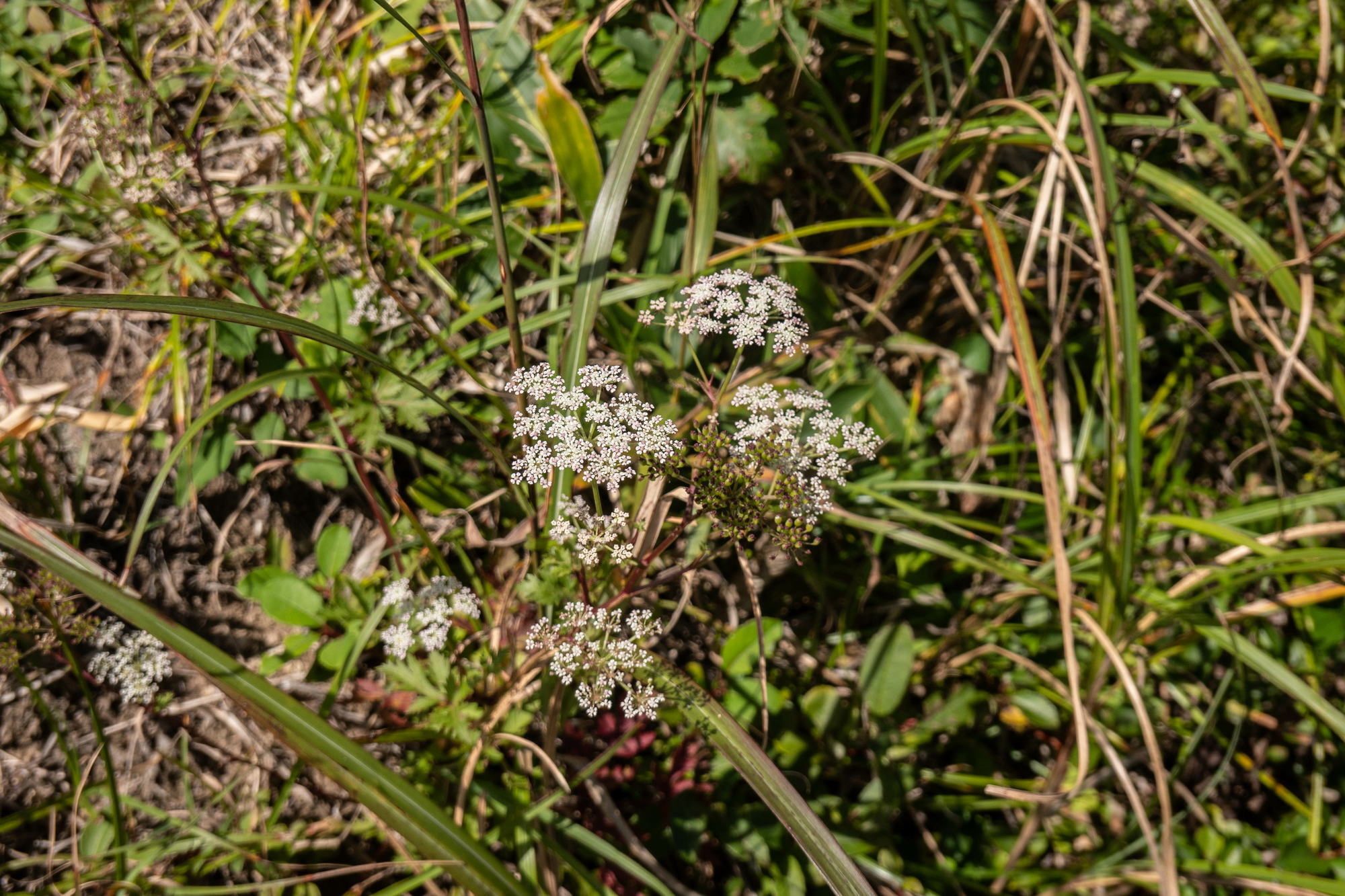 深入山の秋の花々・三_e0015567_20043162.jpg