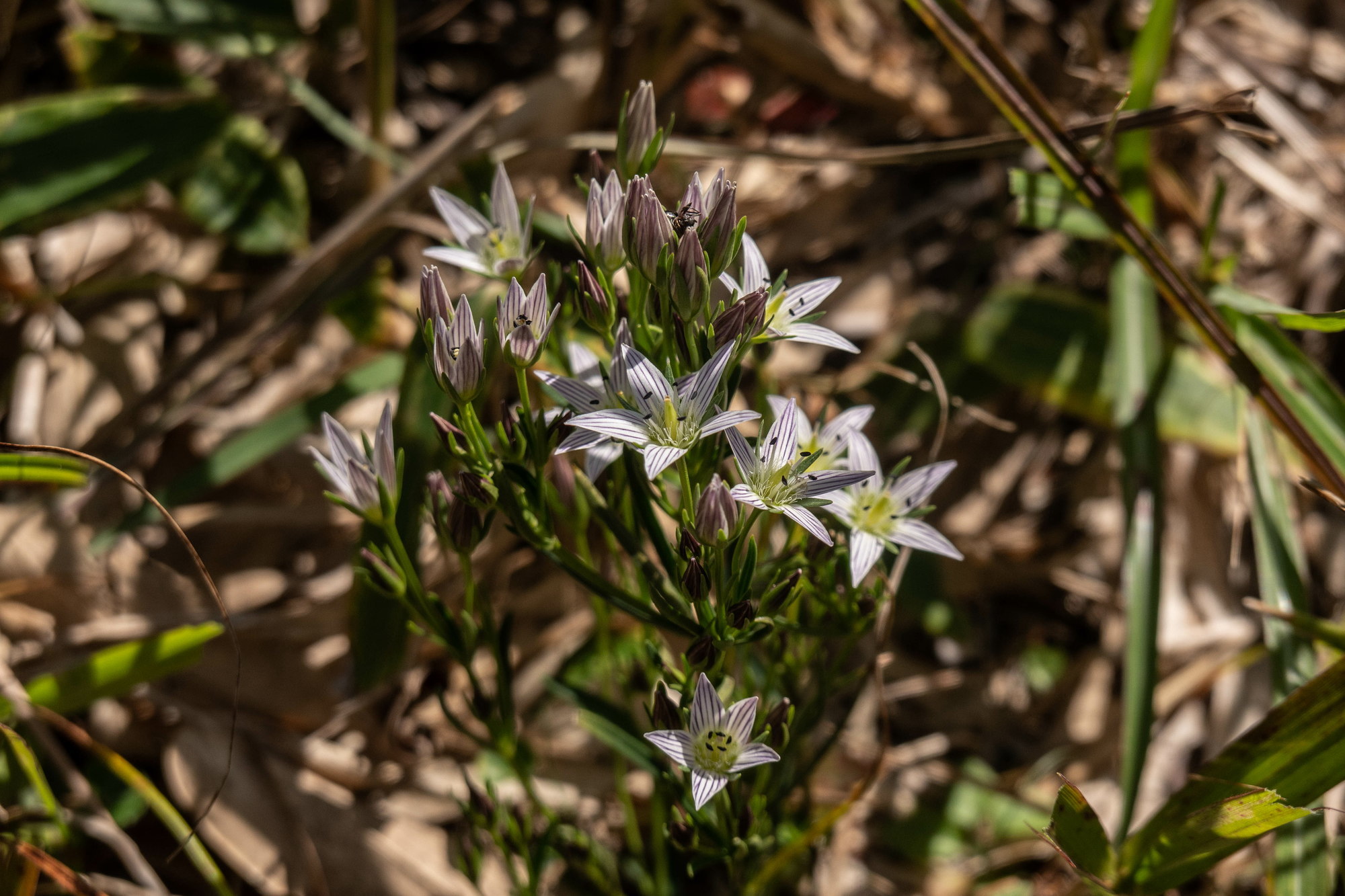 深入山の秋の花々・三_e0015567_20044094.jpg