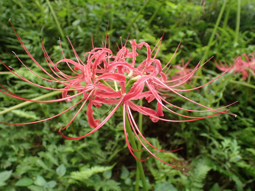 ベルダの植物たち　2018年9月_f0131669_21584019.jpg