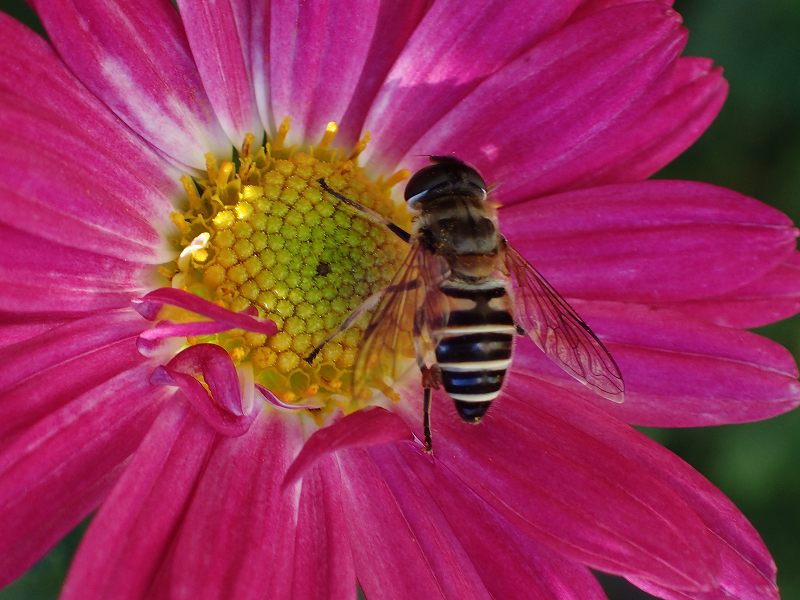 c0183777_20465770.jpg