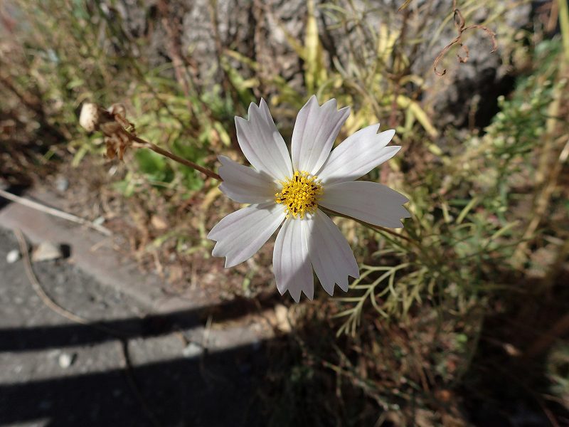 c0183777_20593347.jpg
