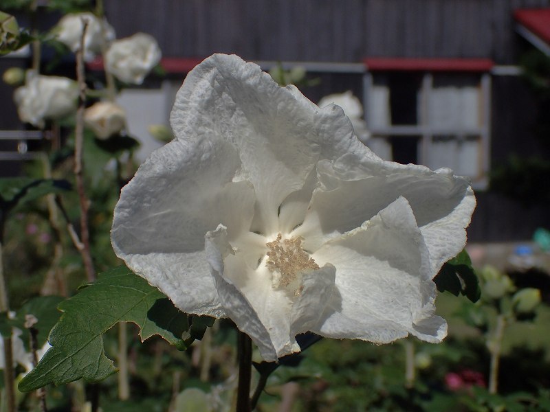 c0183777_2105831.jpg