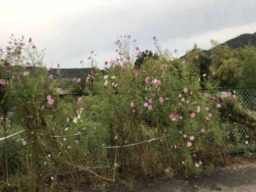 f0315081_22064479.jpeg