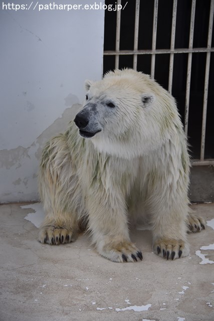 2018年9月 熊本市動植物園 その4 アフリカゾウのガイド_a0052986_729223.jpg
