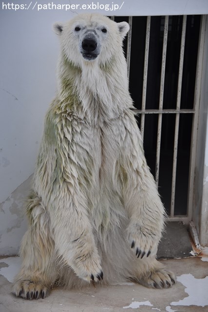 2018年9月 熊本市動植物園 その4 アフリカゾウのガイド_a0052986_7292624.jpg