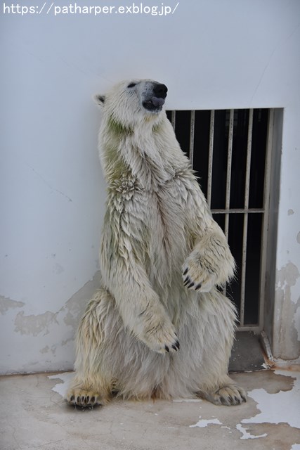 2018年9月 熊本市動植物園 その4 アフリカゾウのガイド_a0052986_7294825.jpg