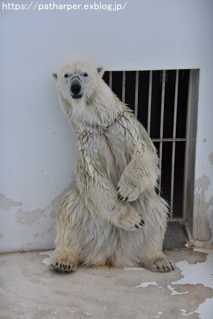 2018年9月 熊本市動植物園 その4 アフリカゾウのガイド_a0052986_7295764.jpg