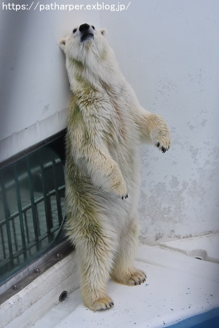 2018年9月 熊本市動植物園 その4 アフリカゾウのガイド_a0052986_7302556.jpg