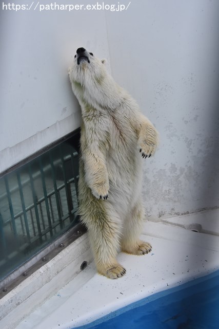 2018年9月 熊本市動植物園 その4 アフリカゾウのガイド_a0052986_7303511.jpg