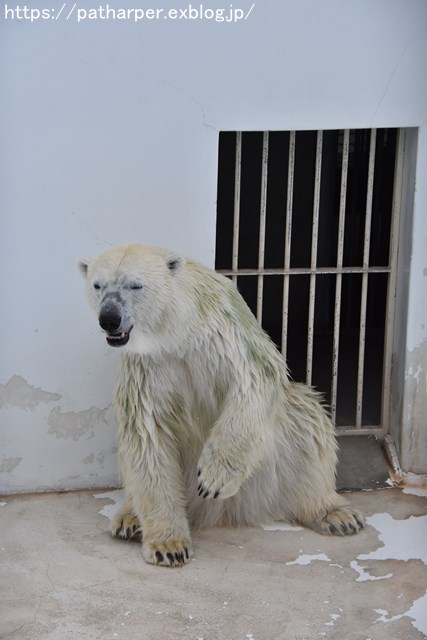 2018年9月 熊本市動植物園 その4 アフリカゾウのガイド_a0052986_730726.jpg