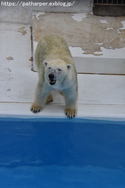 2018年9月 熊本市動植物園 その4 アフリカゾウのガイド_a0052986_731217.jpg