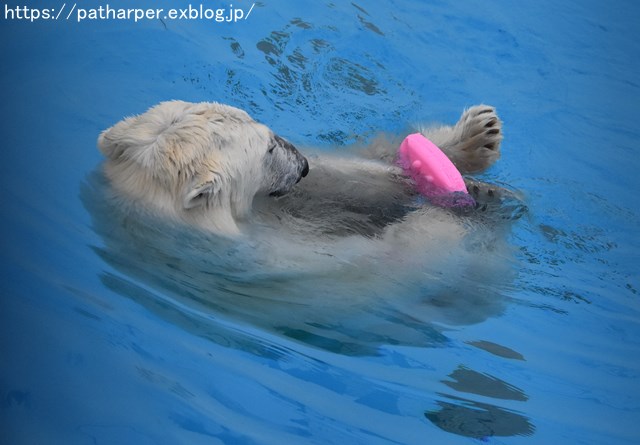 2018年9月 熊本市動植物園 その4 アフリカゾウのガイド_a0052986_7313341.jpg