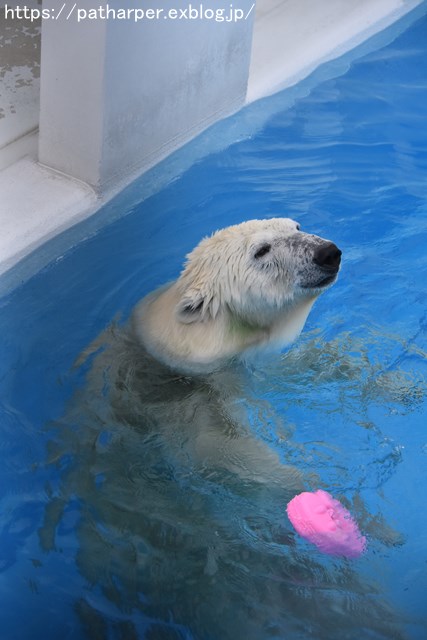 2018年9月 熊本市動植物園 その4 アフリカゾウのガイド_a0052986_7315194.jpg