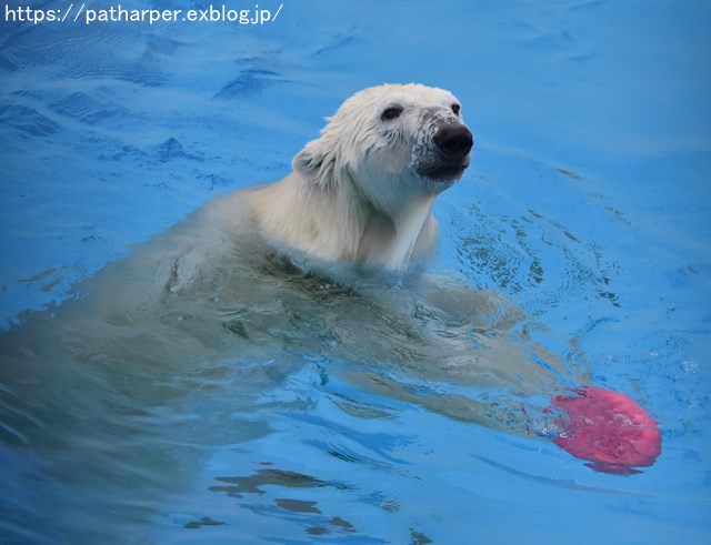 2018年9月 熊本市動植物園 その4 アフリカゾウのガイド_a0052986_732746.jpg