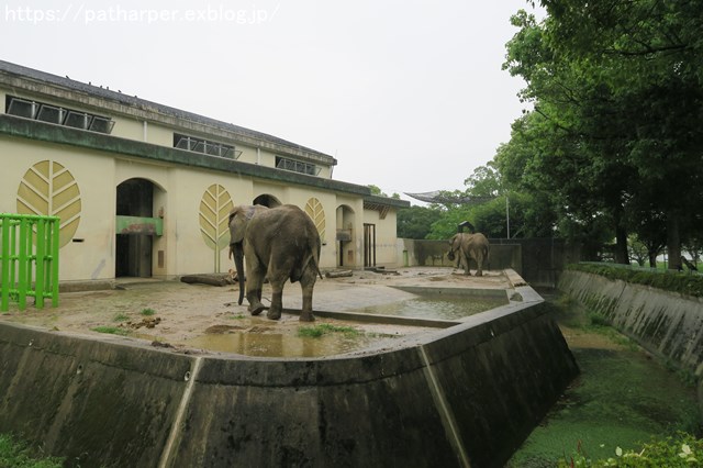2018年9月 熊本市動植物園 その4 アフリカゾウのガイド_a0052986_73922100.jpg