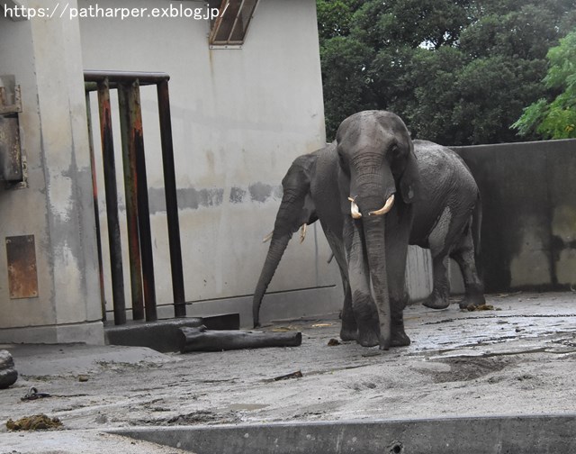 2018年9月 熊本市動植物園 その4 アフリカゾウのガイド_a0052986_7443541.jpg
