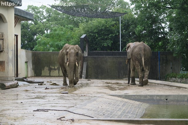 2018年9月 熊本市動植物園 その4 アフリカゾウのガイド_a0052986_7452121.jpg
