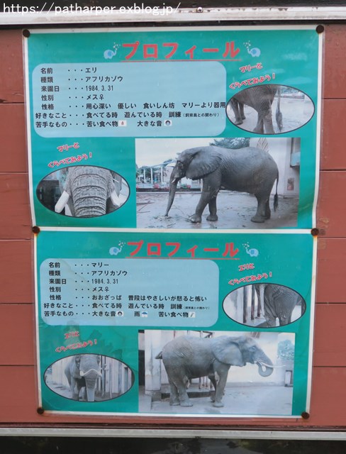 2018年9月 熊本市動植物園 その4 アフリカゾウのガイド_a0052986_745387.jpg