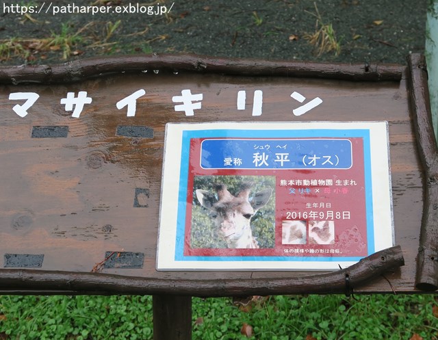 2018年9月 熊本市動植物園 その4 アフリカゾウのガイド_a0052986_7462620.jpg