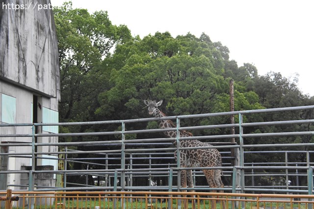 2018年9月 熊本市動植物園 その4 アフリカゾウのガイド_a0052986_7464558.jpg
