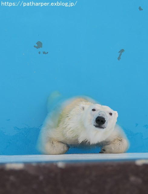 2018年9月 熊本市動植物園 その4 アフリカゾウのガイド_a0052986_7471292.jpg