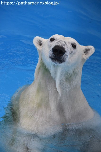 2018年9月 熊本市動植物園 その4 アフリカゾウのガイド_a0052986_7472632.jpg