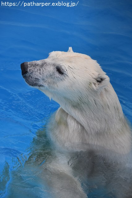 2018年9月 熊本市動植物園 その4 アフリカゾウのガイド_a0052986_7473715.jpg