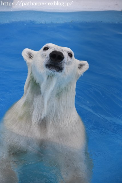 2018年9月 熊本市動植物園 その4 アフリカゾウのガイド_a0052986_7474699.jpg