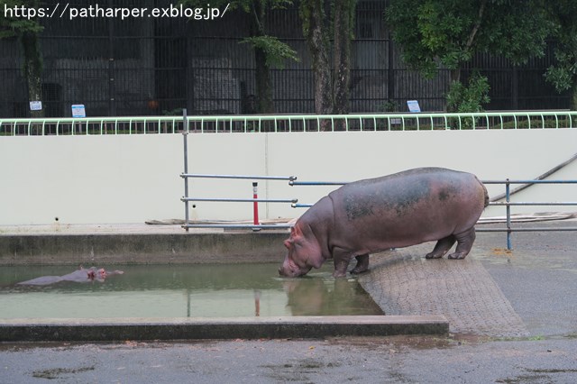 2018年9月 熊本市動植物園 その4 アフリカゾウのガイド_a0052986_7481367.jpg